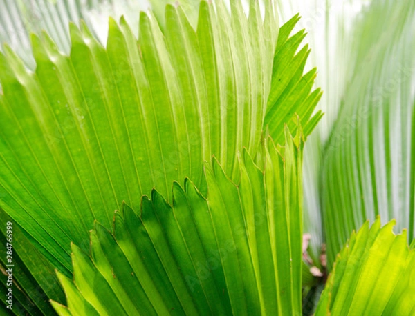 Obraz close-up striped green palm leaves abstract tropical background.