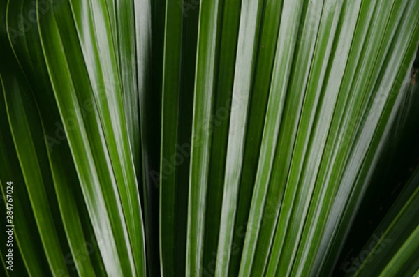 Obraz close-up striped green palm leaves abstract tropical background.
