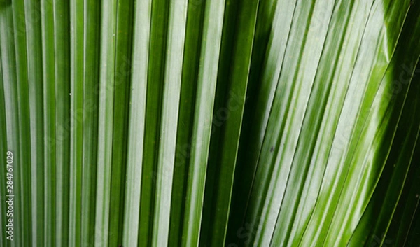 Obraz close-up striped green palm leaves abstract tropical background.