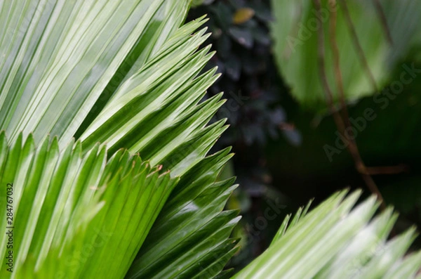 Obraz close-up striped green palm leaves abstract tropical background.
