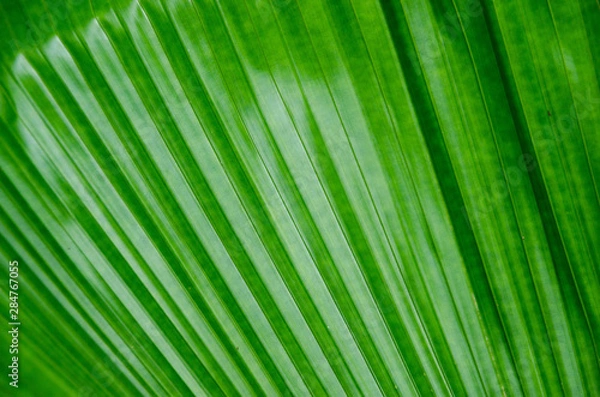 Obraz close-up striped green palm leaves abstract tropical background.