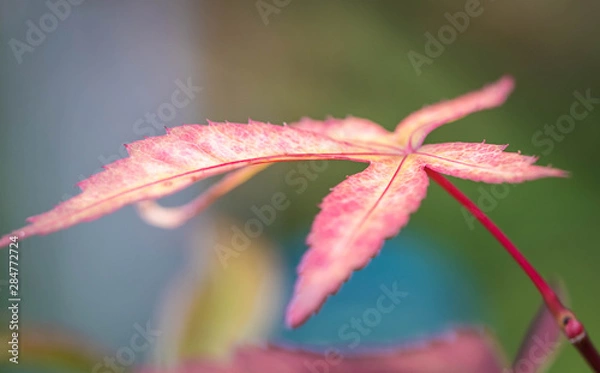 Fototapeta red flower