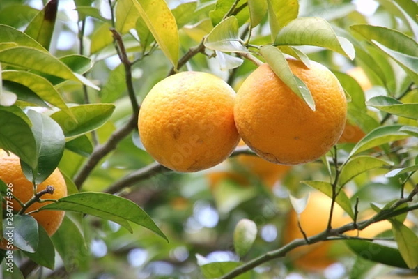 Fototapeta たわわに実る夏みかん