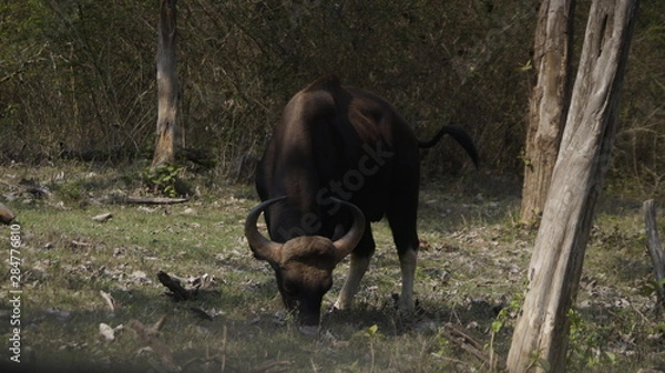 Obraz bison in mudumalai forest