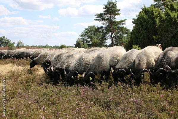 Fototapeta Große Heidschnuckenherde in der blühenden Lüneburger Heide