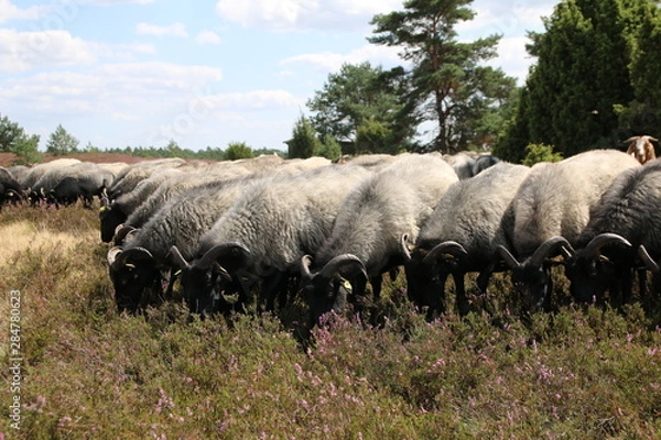 Fototapeta Große Heidschnuckenherde in der blühenden Lüneburger Heide