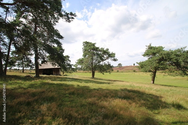 Fototapeta Reet gedeckter Schafstall mitten in der Lüneburger Heide