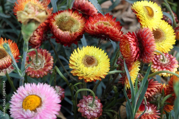 Fototapeta immortelles multicolores