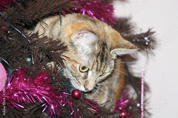 Obraz kitten in xmas tree