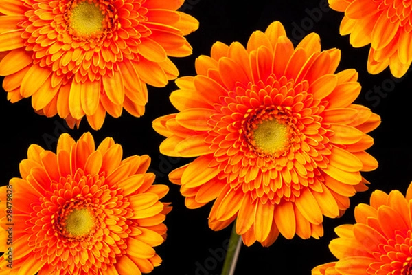 Fototapeta Orange Gerbera Daisies
