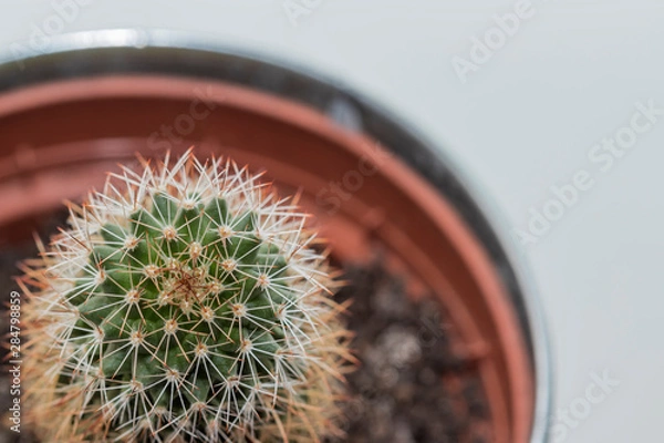 Obraz cactus in a pot