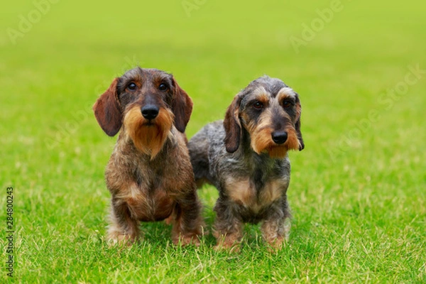 Obraz Dog breed Wire haired dachshund
