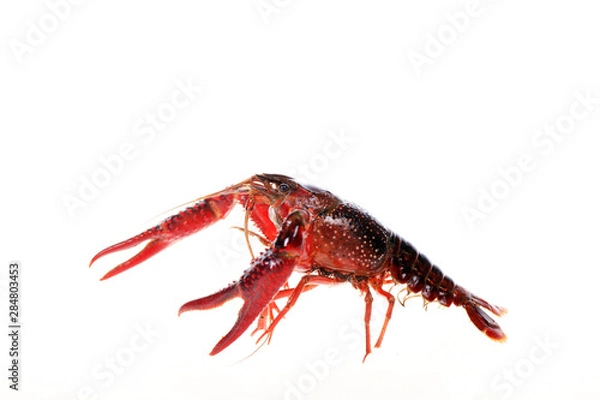 Fototapeta Crayfish