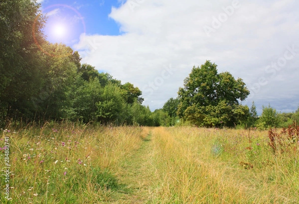 Obraz Beautiful summer landscape with road in the field