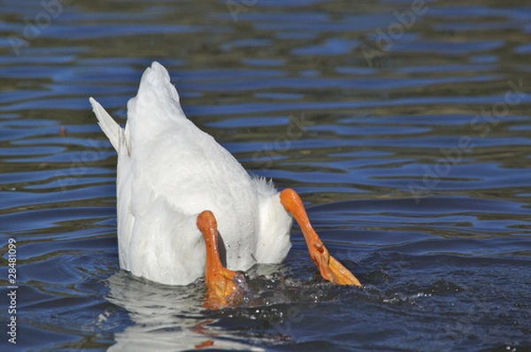 Obraz Goose Diving Headfirst into Water