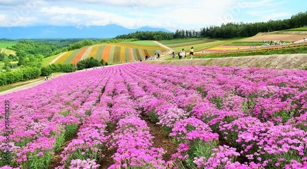 Fototapeta 北海道、夏の美瑛の花畑、日本
