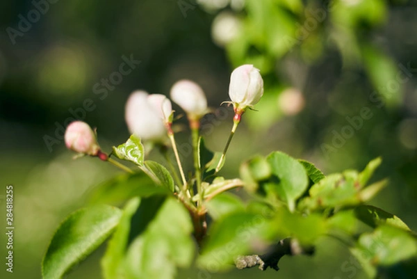 Fototapeta Close up shot of apple tree branch in city garden