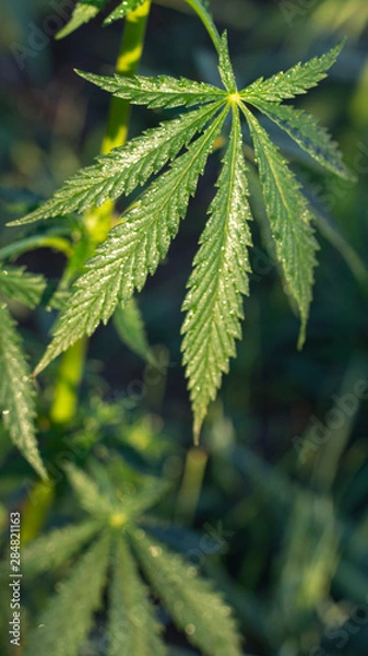 Obraz A marijuana bush, with strong branches on which ripe seeds.