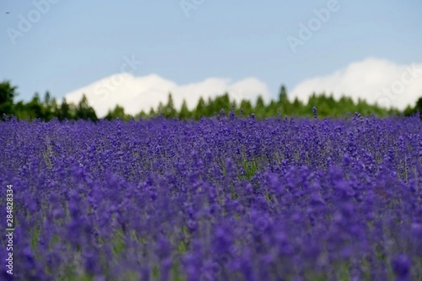 Obraz 《美郷町のラベンダー園》秋田県美郷町