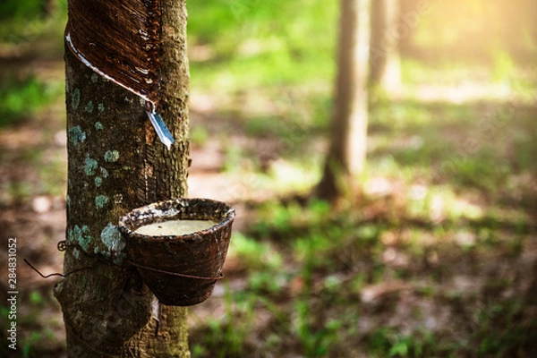Fototapeta Tapping latex rubber tree, Rubber Latex extracted from rubber tree, harvest in Thailand.