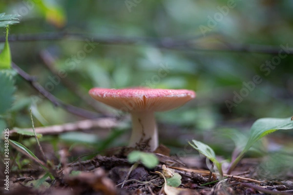 Fototapeta Грибочки(mushroom)