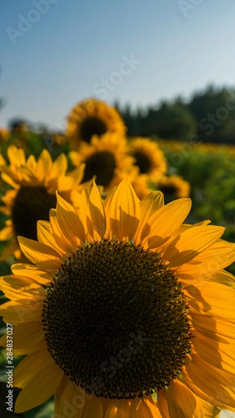 Obraz ひまわり畑