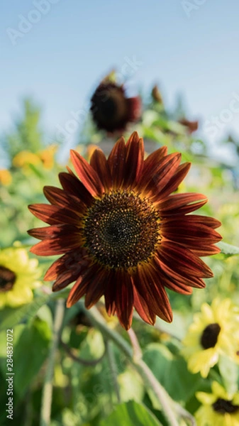 Obraz 夏のひまわり