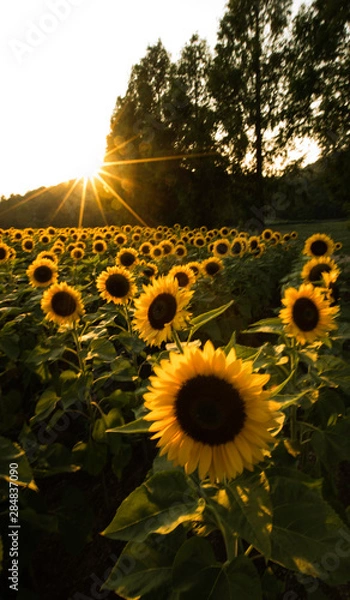 Obraz 夏のひまわりと太陽