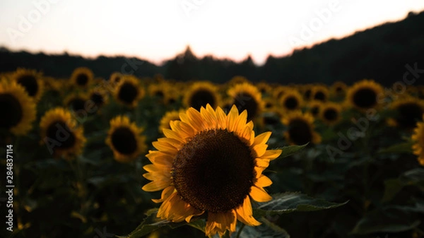 Obraz 夏のひまわり