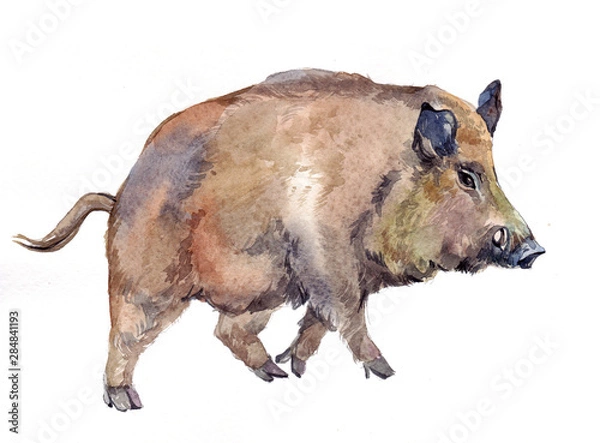 Obraz Watercolor single wild boar pig animal isolated on a white background illustration.