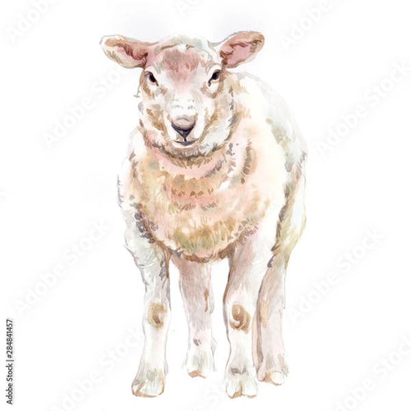 Obraz Watercolor single sheep animal isolated on a white background illustration.