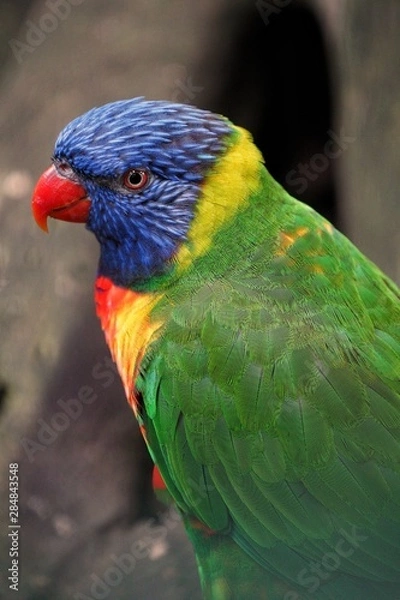 Fototapeta Perroquet