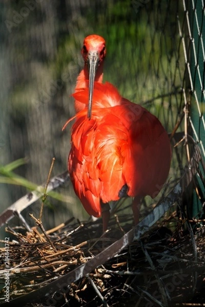Fototapeta Ibis rouge