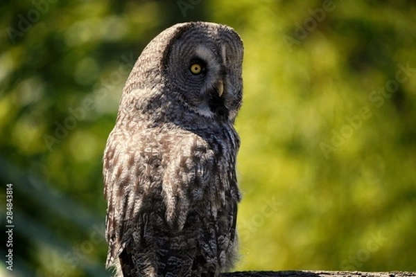 Fototapeta chouette
