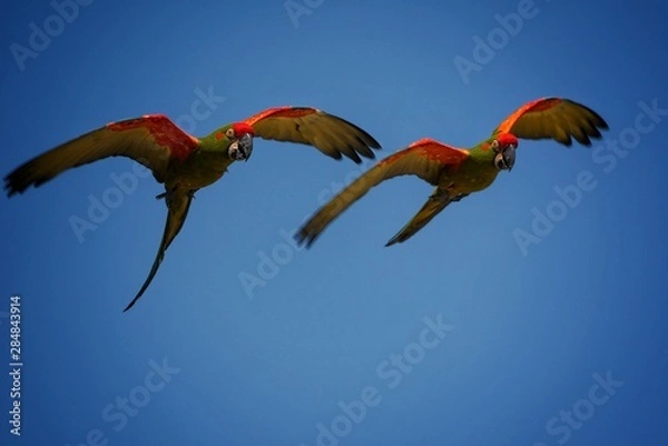 Fototapeta Perroquet