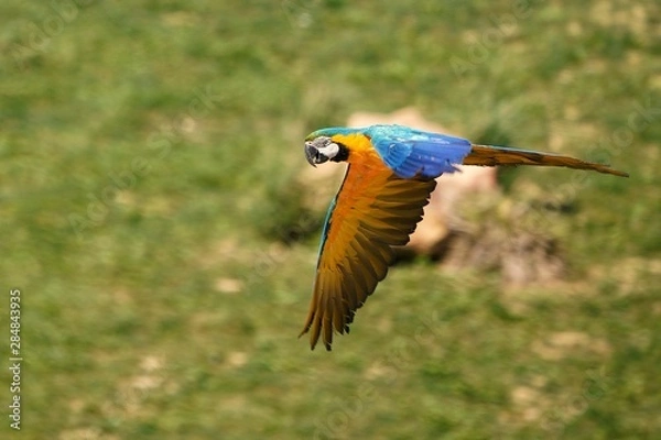 Fototapeta Perroquet