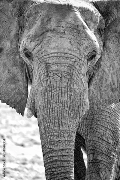 Fototapeta éléphant