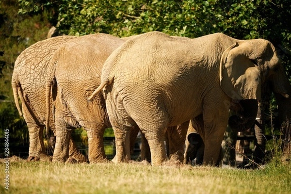 Fototapeta éléphant