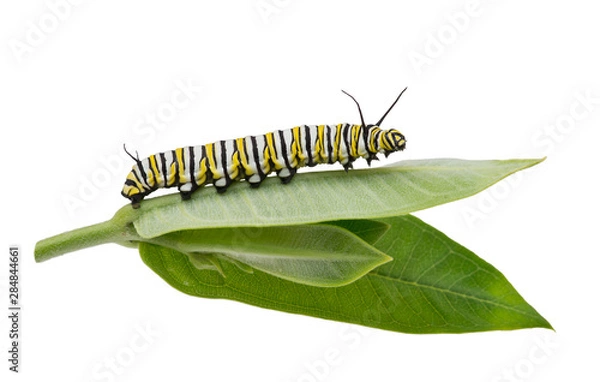 Obraz Monarch Caterpillar na liściu milkweed na białym tle