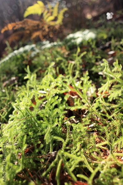 Fototapeta ハイ苔