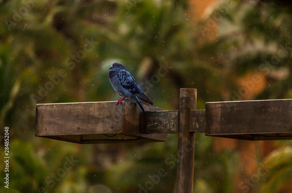 Obraz Pombo na Chuva
