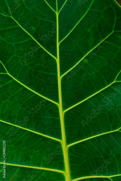 Obraz Folha e sua identidade