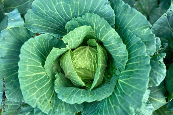 Fototapeta Tropical abstract green cabbage and macro close up photography. Copy space for text.