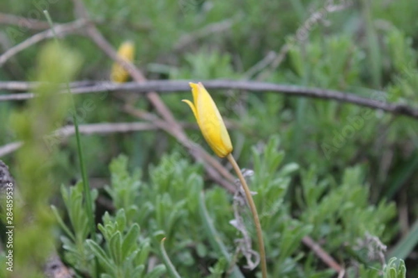 Obraz лесной ландыш