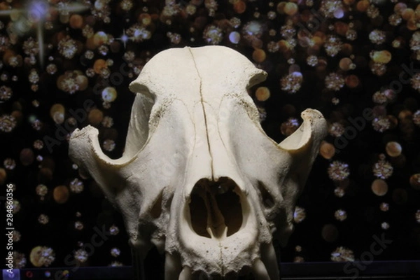 Obraz череп лисы