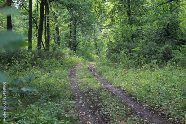 Obraz лесной путь