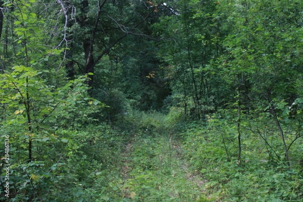 Obraz лесной путь