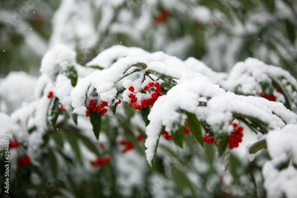 Fototapeta beere im schnee