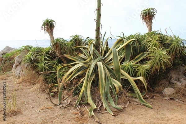 Fototapeta Cactus plants