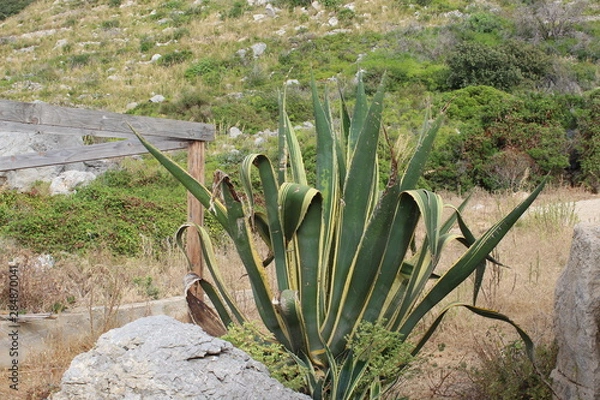 Fototapeta Cactus in the desert